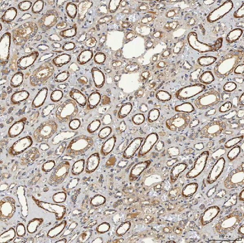 SELENOT Rabbit Polyclonal Antibody