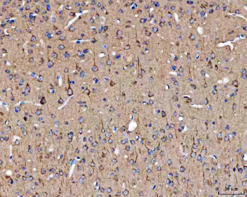 SELENOT Rabbit Polyclonal Antibody