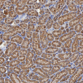 SEC31A Rabbit Polyclonal Antibody