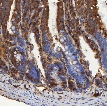SEC31A Rabbit Polyclonal Antibody