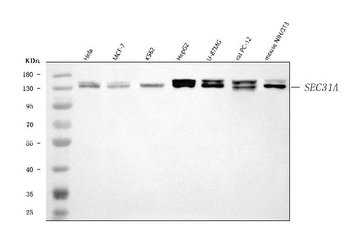 SEC31A Rabbit Polyclonal Antibody