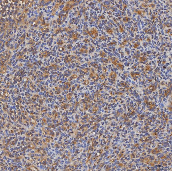 SEC31A Rabbit Polyclonal Antibody