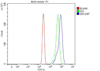 SEC23IP Rabbit Polyclonal Antibody