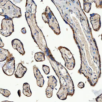 SEC23IP Rabbit Polyclonal Antibody