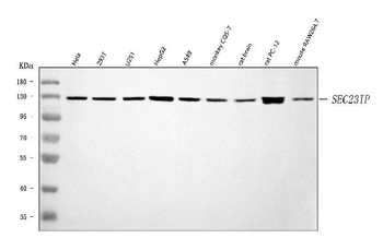 SEC23IP Rabbit Polyclonal Antibody