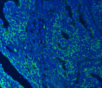 SEC23IP Rabbit Polyclonal Antibody