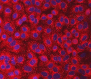 SEC23IP Rabbit Polyclonal Antibody