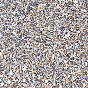 SEC23IP Rabbit Polyclonal Antibody