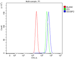 Syntenin 2/SDCBP2 Rabbit Polyclonal Antibody