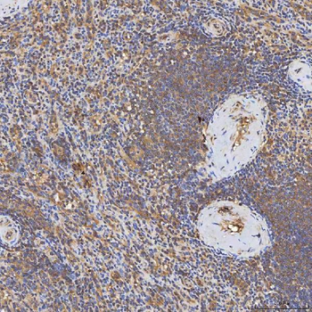 Syntenin 2/SDCBP2 Rabbit Polyclonal Antibody