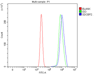 Syntenin 2/SDCBP2 Rabbit Polyclonal Antibody