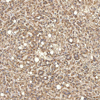 Syntenin 2/SDCBP2 Rabbit Polyclonal Antibody