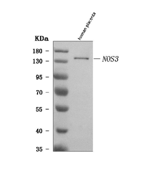 eNOS/NOS3 Rabbit Polyclonal Antibody