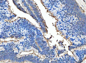 Milk Fat Globule 1/MFGE8 Rabbit Polyclonal Antibody