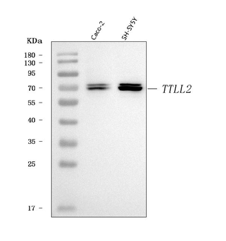 TTLL2 Rabbit Polyclonal Antibody