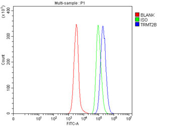 TRMT2B Rabbit Polyclonal Antibody