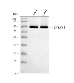 LIN41/TRIM71 Rabbit Polyclonal Antibody