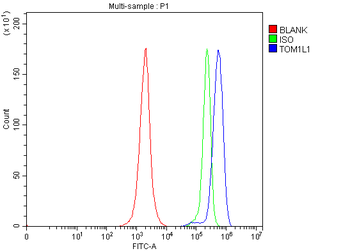 TOM1L1 Rabbit Polyclonal Antibody