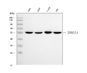 TOM1L1 Rabbit Polyclonal Antibody