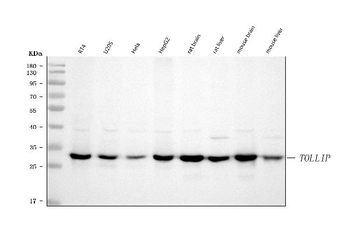TOLLIP Rabbit Polyclonal Antibody