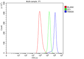 TNNI3K Rabbit Polyclonal Antibody