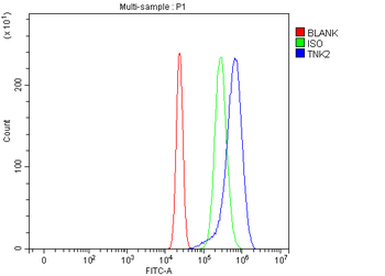 ACK1/TNK2 Rabbit Polyclonal Antibody