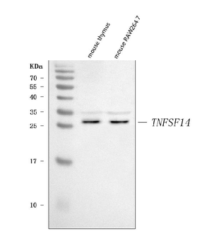 LIGHT/Tnfsf14 Rabbit Polyclonal Antibody
