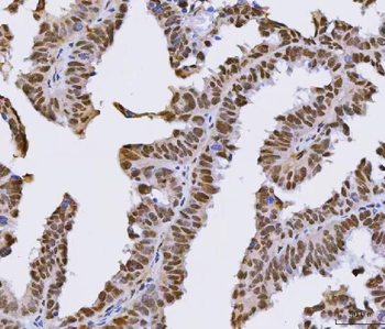 SFPQ Rabbit Polyclonal Antibody