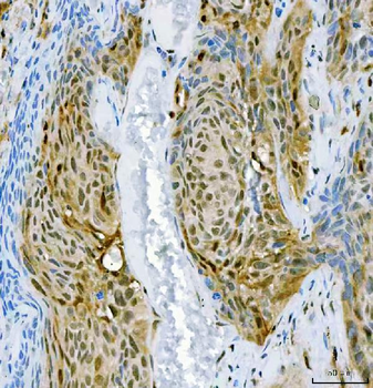 SFPQ Rabbit Polyclonal Antibody