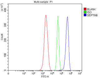 SEPT6/SEPTIN6 Rabbit Polyclonal Antibody