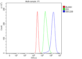 SEC22B Rabbit Polyclonal Antibody