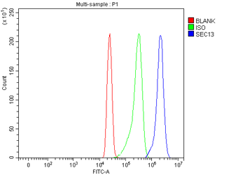SEC13L1/SEC13 Rabbit Polyclonal Antibody