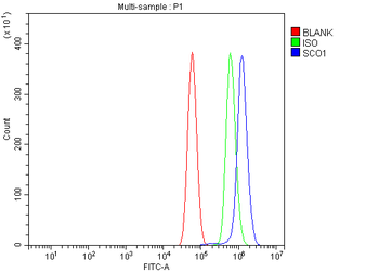 SCO1 Rabbit Polyclonal Antibody