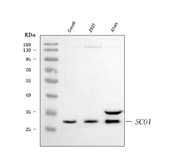 SCO1 Rabbit Polyclonal Antibody