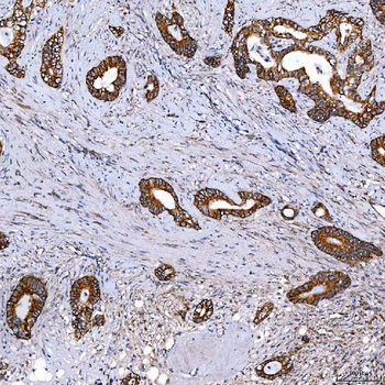 SCO1 Rabbit Polyclonal Antibody