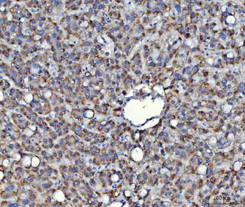 SAV1 Rabbit Polyclonal Antibody