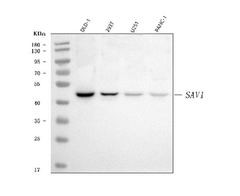 SAV1 Rabbit Polyclonal Antibody