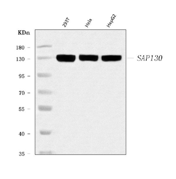 SAP130 Rabbit Polyclonal Antibody