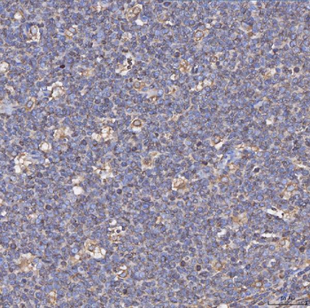 CD74 Rabbit Polyclonal Antibody