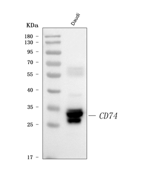 CD74 Rabbit Polyclonal Antibody
