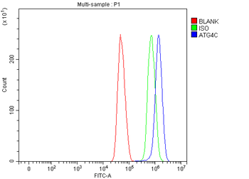 ATG4C Rabbit Polyclonal Antibody