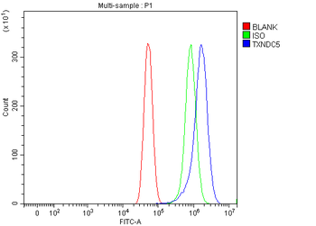 TXNDC5 Rabbit Polyclonal Antibody