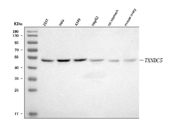 TXNDC5 Rabbit Polyclonal Antibody