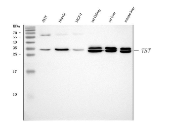 TST Rabbit Polyclonal Antibody