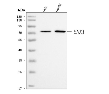 SNX1 Rabbit Polyclonal Antibody