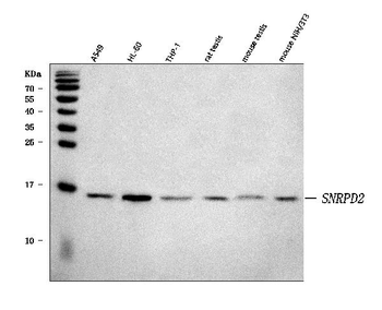 SNRPD2 Rabbit Polyclonal Antibody