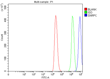 U1-C/SNRPC/U1 Rabbit Polyclonal Antibody