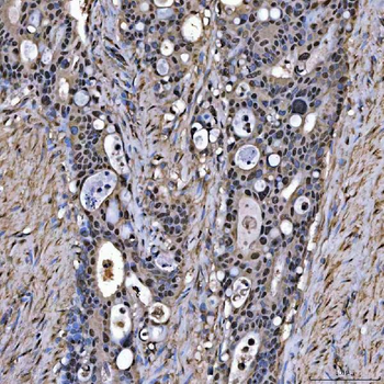 SNRPA1 Rabbit Polyclonal Antibody
