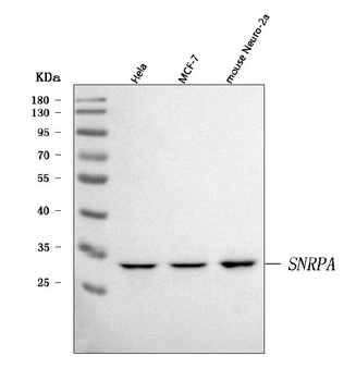 U1A/SNRPA Rabbit Polyclonal Antibody