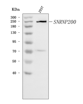 SNRNP200 Rabbit Polyclonal Antibody